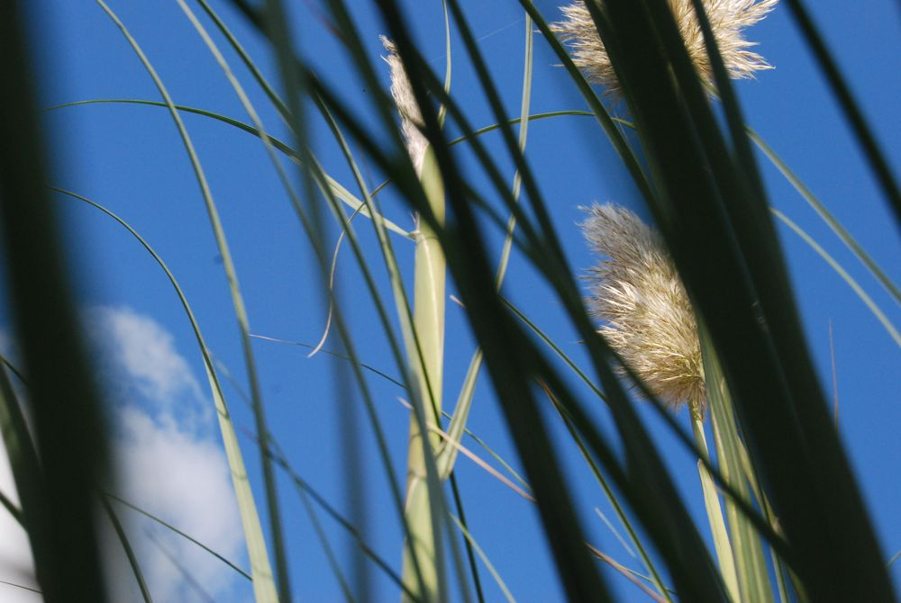 Pampas Gras im Garten