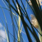 Pampas Gras im Garten