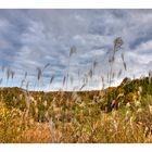 Pampas grass-2