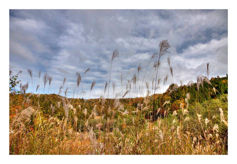 Pampas grass-2