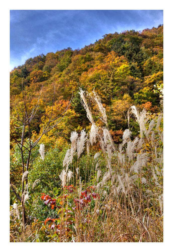 Pampas grass