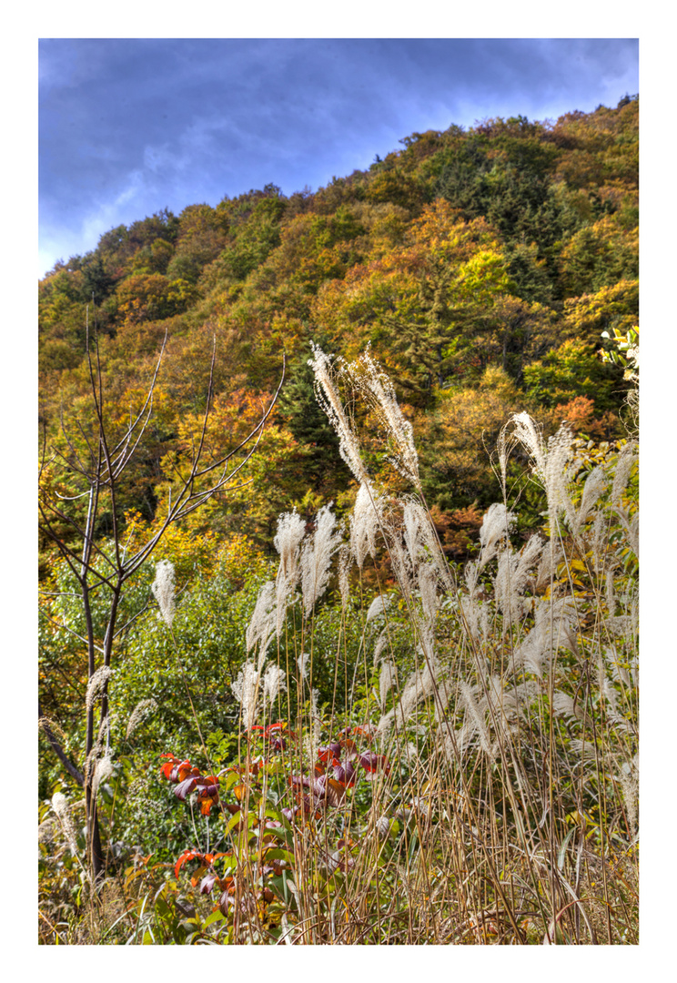 Pampas grass