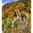 Pampas grass
