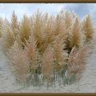 Pampas Grass - ‘6‘