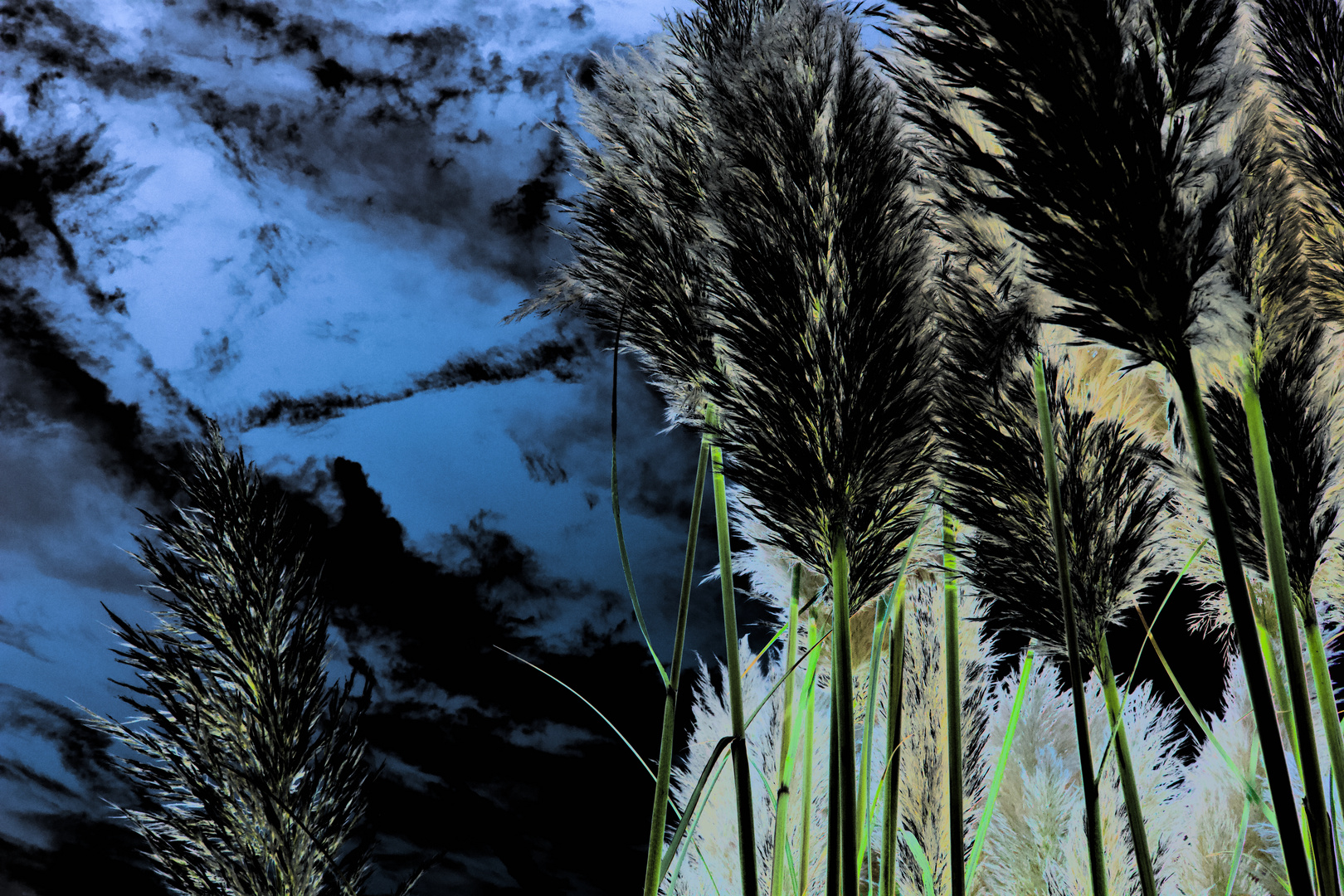 Pampas Grass