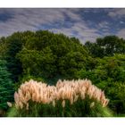 Pampas grass