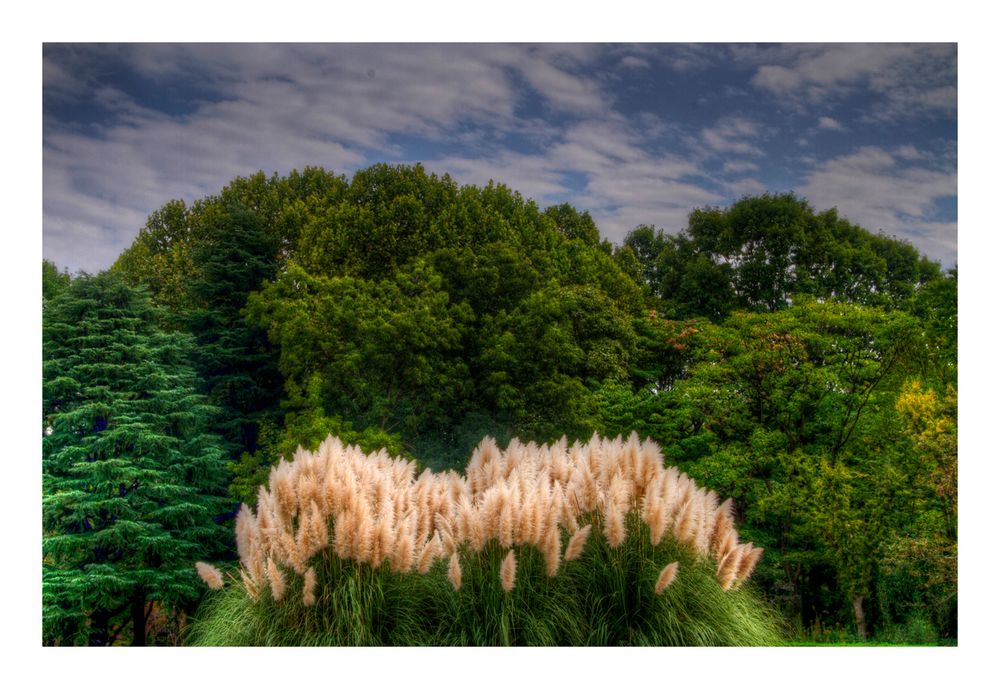 Pampas grass