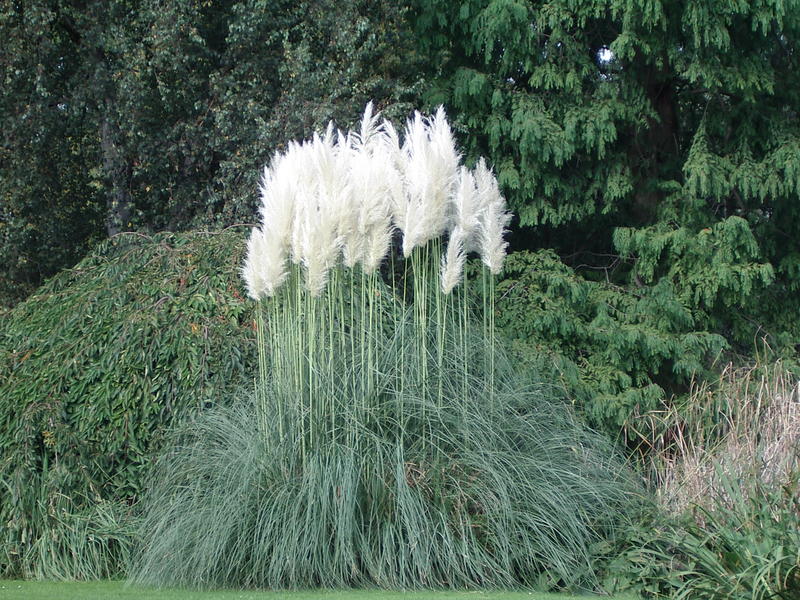 Pampas Grass