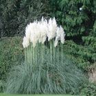 Pampas Grass