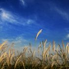 Pampas Grass