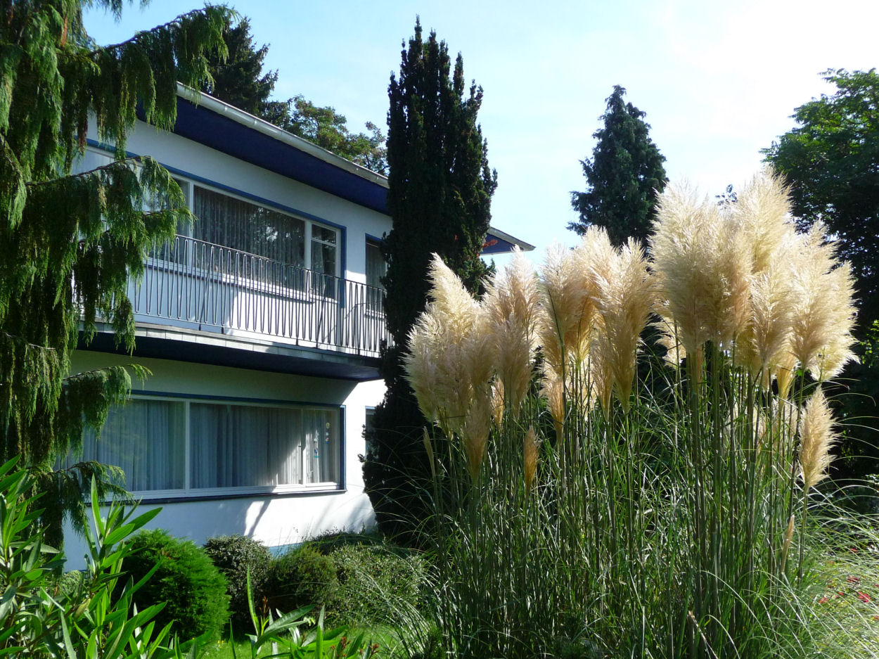 Pampas im Rheinland