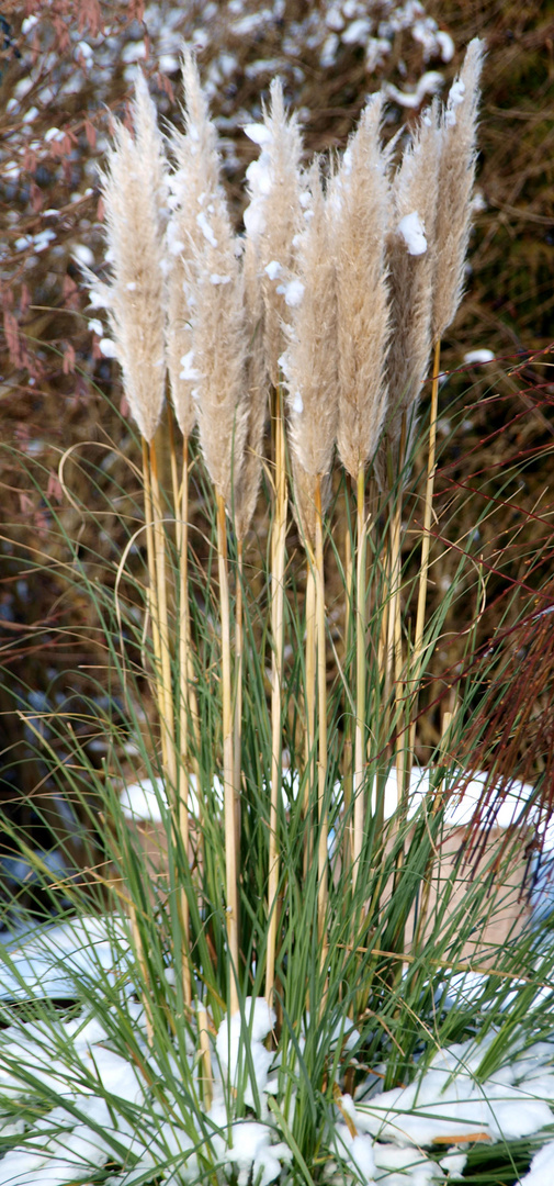 Pampas im Schnee