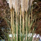 Pampas im Schnee