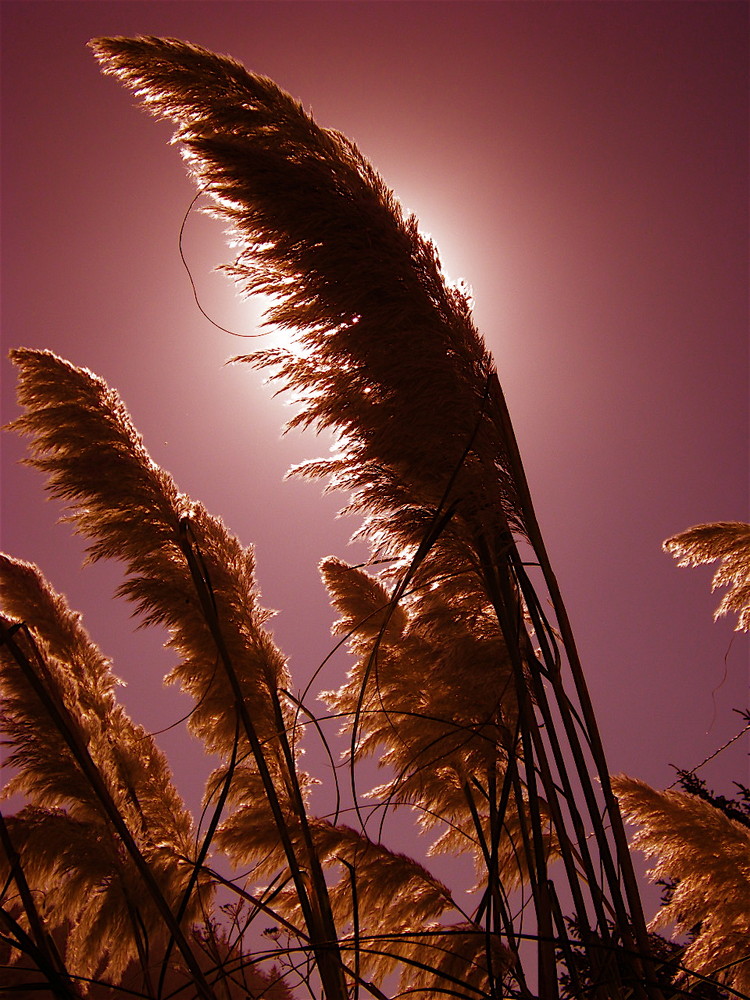 pampas light