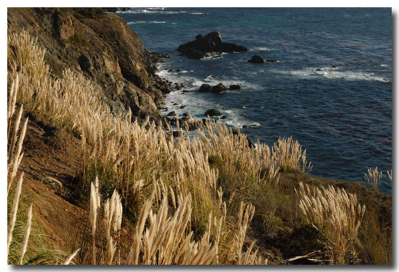 Pampas on the Coast