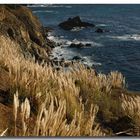 Pampas on the Coast