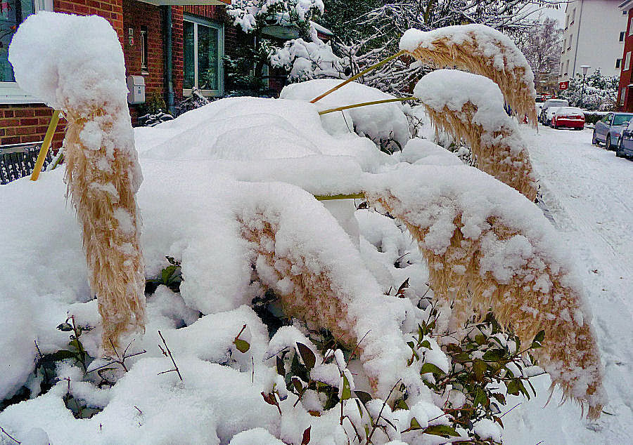 Pampasgräser im Schnee