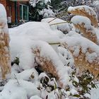 Pampasgräser im Schnee