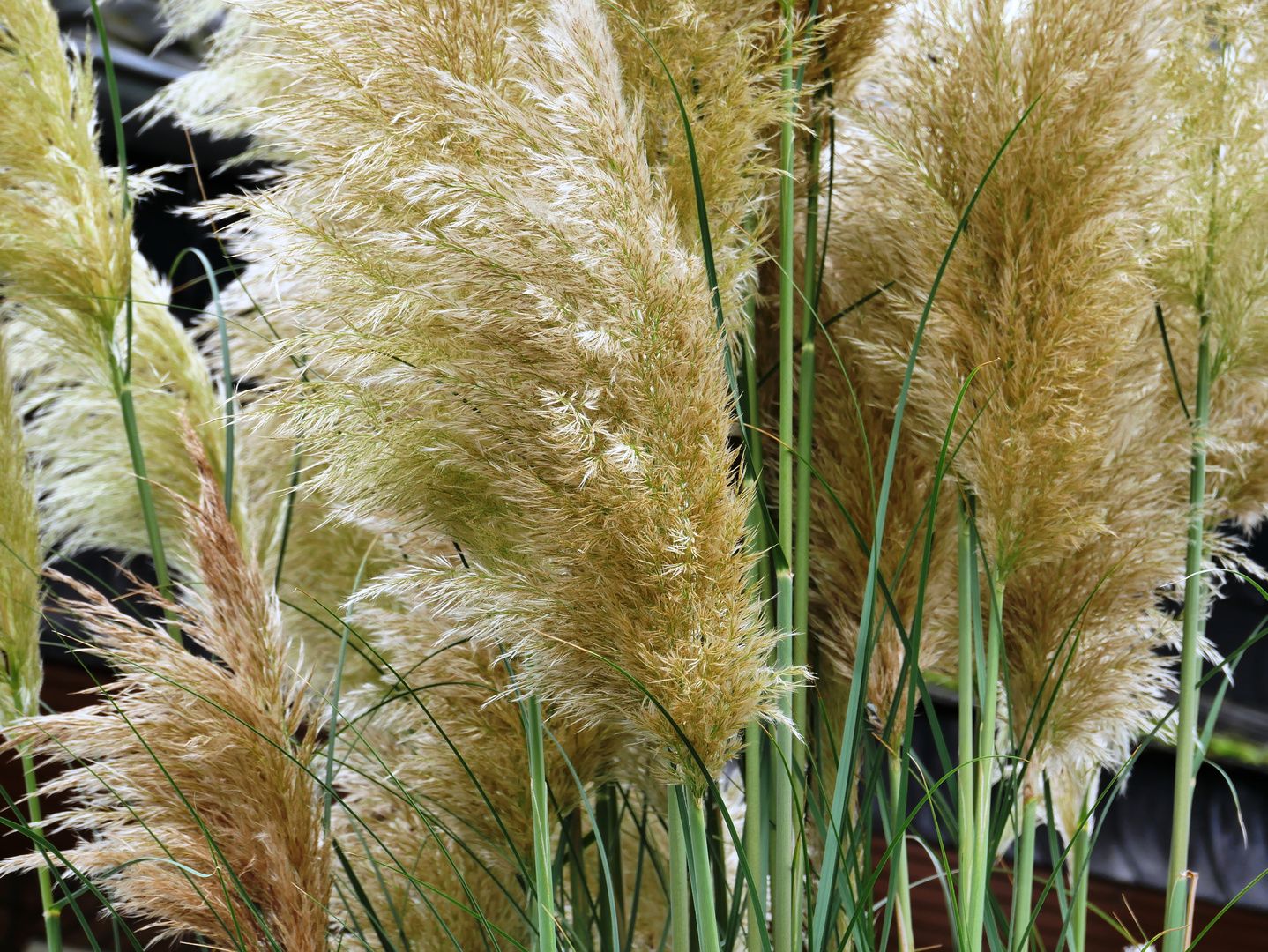 Pampasgras Foto & Bild | dokumentation, natur, herbst Bilder auf