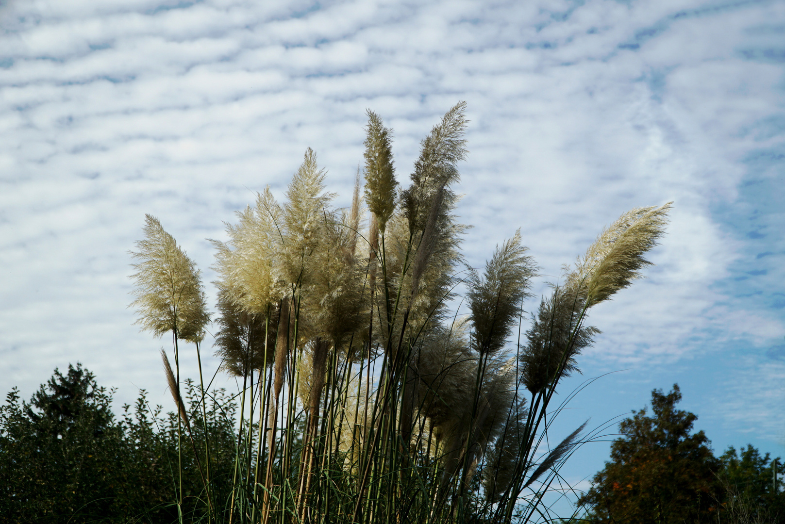 Pampasgras Foto & Bild | pflanzen, pilze & flechten, gräser, natur