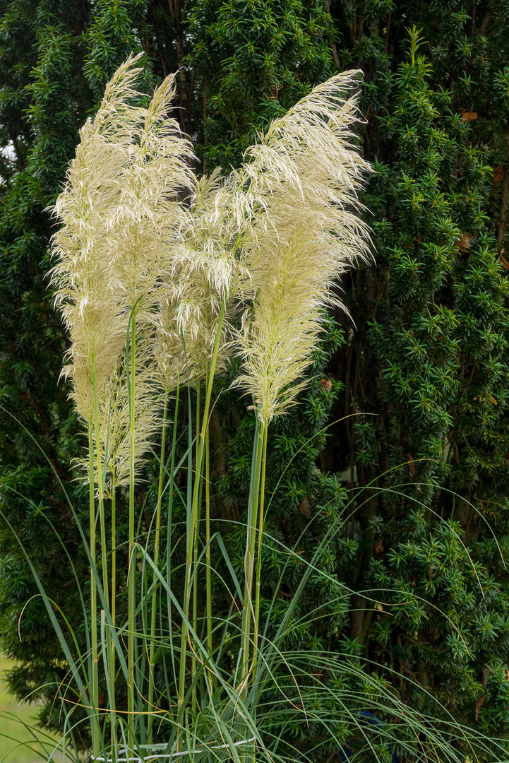 Pampasgras. Foto & Bild | fotos, natur, landschaft Bilder auf fotocommunity