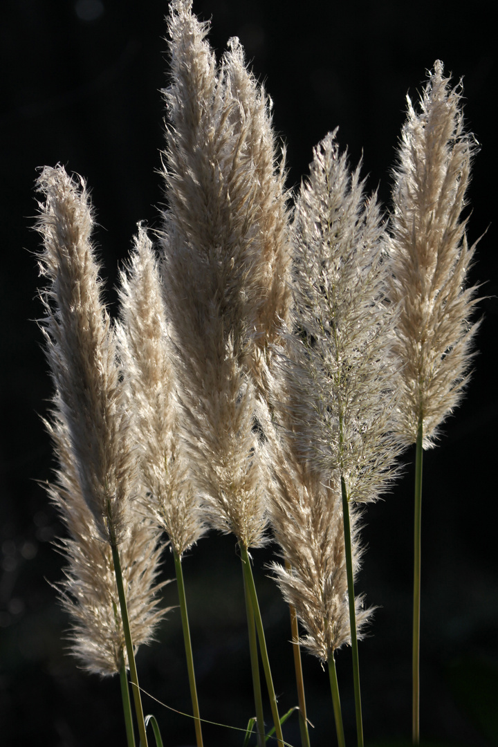 Pampasgras Foto & Bild | pflanzen, pilze & flechten, gräser, pflanzen