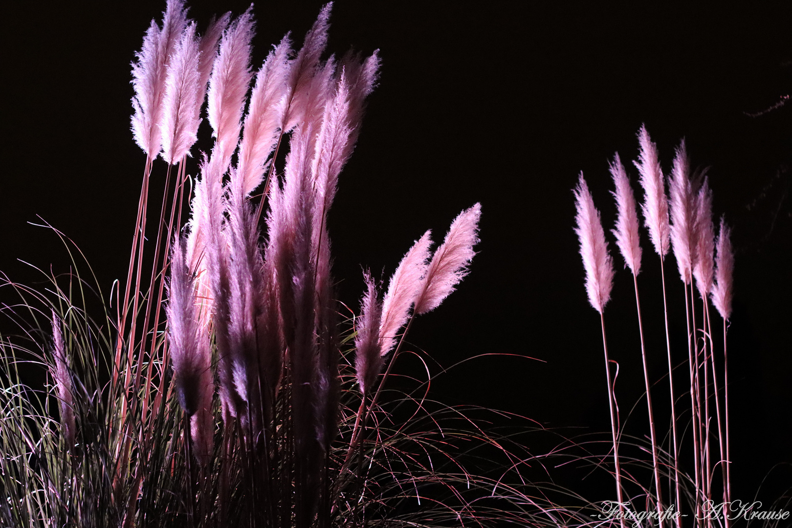 Pampasgras Foto & Bild | pflanzen, pilze & flechten, landschaft