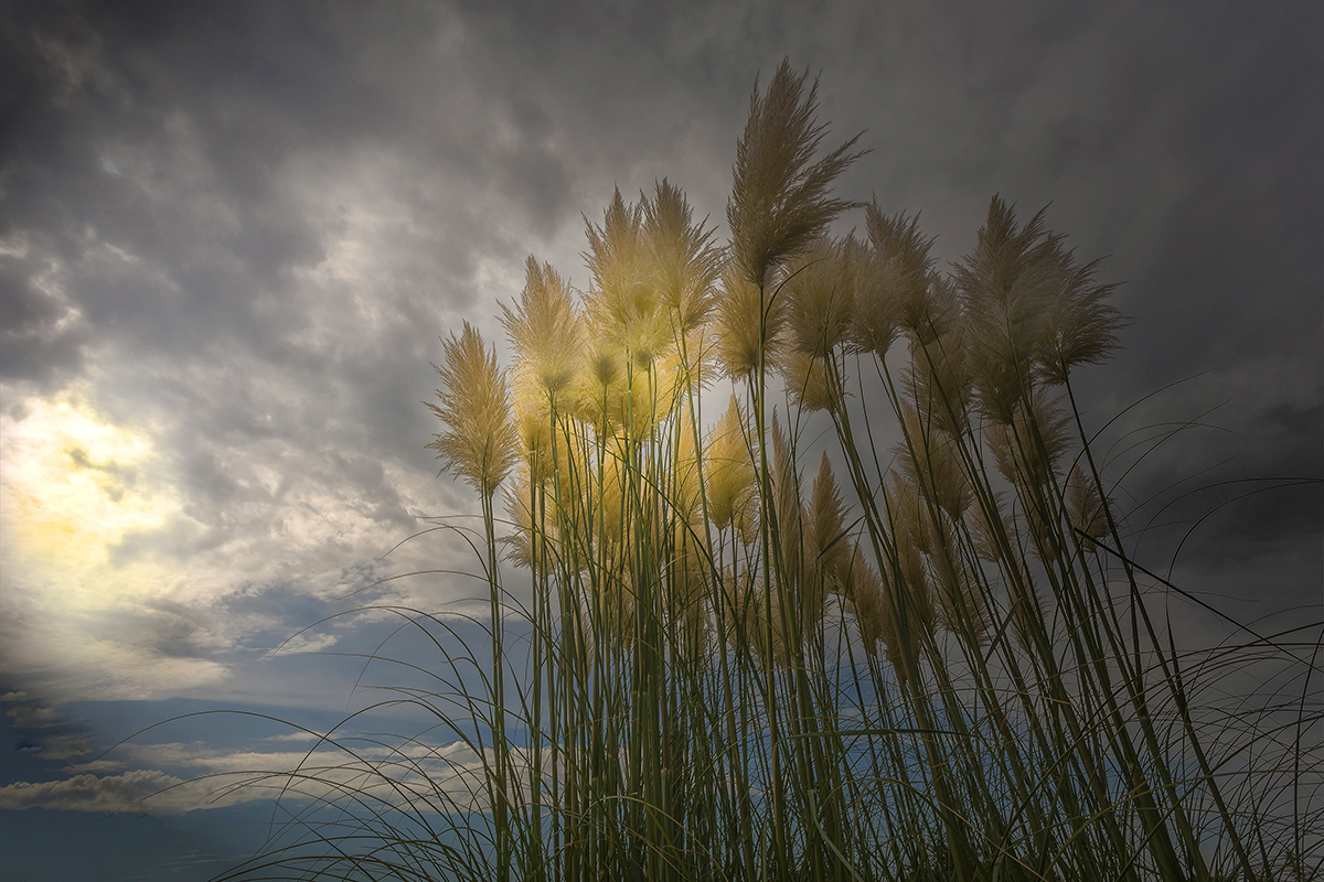 Pampasgras Foto & Bild pflanzen, pilze & flechten, natur, herbst