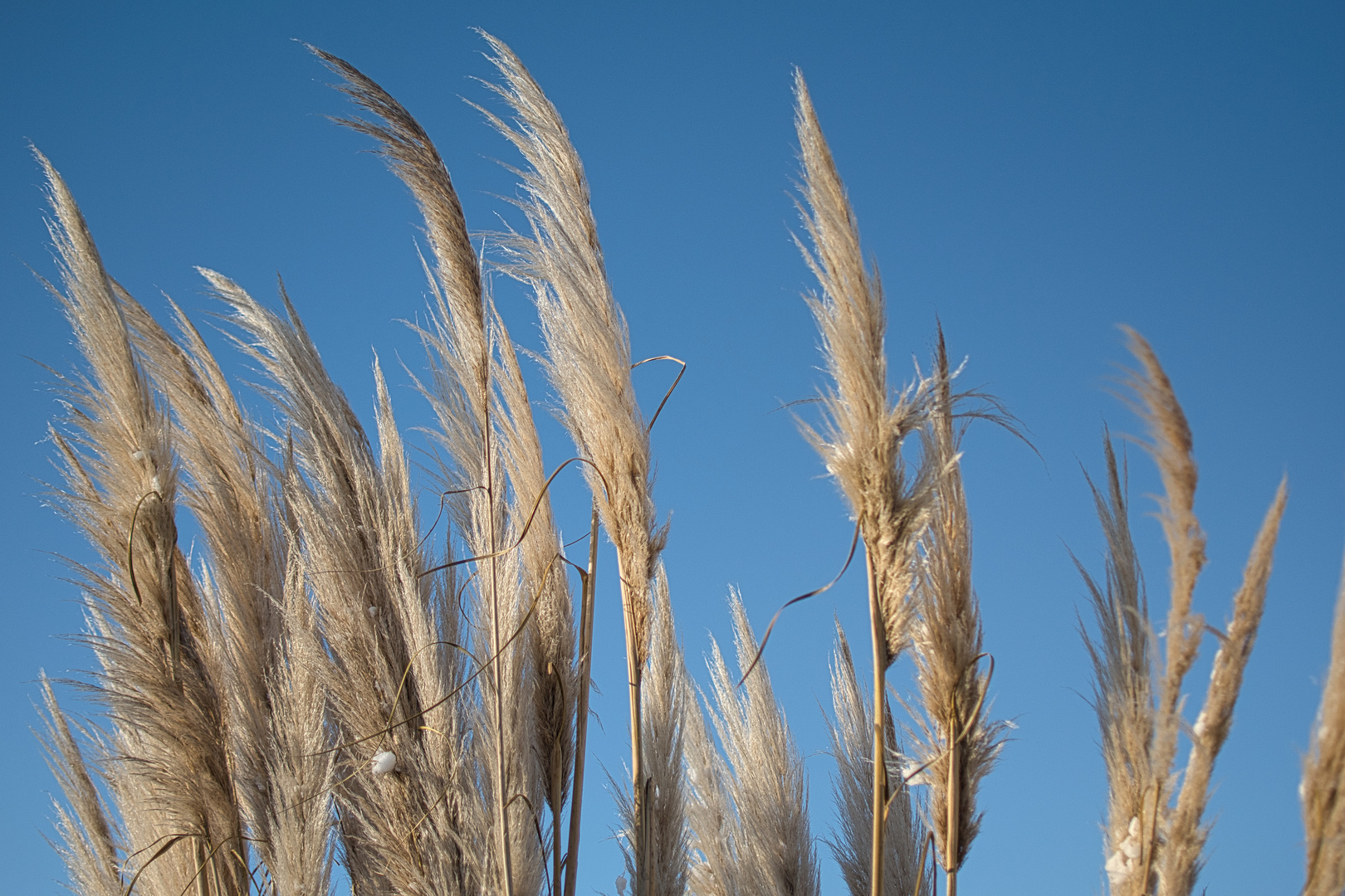 Pampasgras Foto & Bild | pflanzen, pilze & flechten, gräser, winter ...