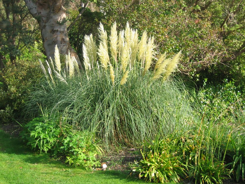 Pampasgras Foto & Bild | pflanzen, pilze & flechten, gräser, pflanzen