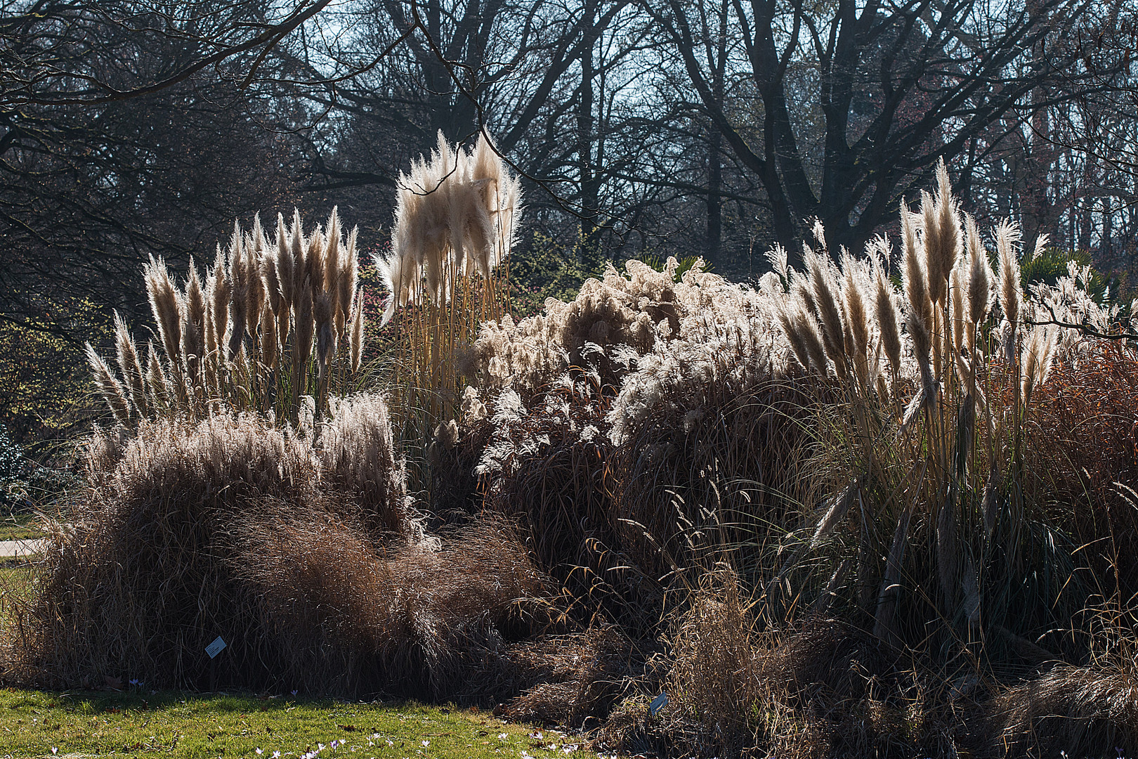 Pampasgras im Botanischen Garten zu Köln .. Foto & Bild