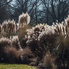 Pampasgras im Botanischen Garten zu Köln ..