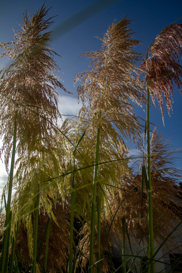Pampasgras im Gegenlicht Foto & Bild jahreszeiten, herbst, natur