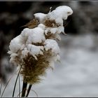 Pampasgras im Schnee