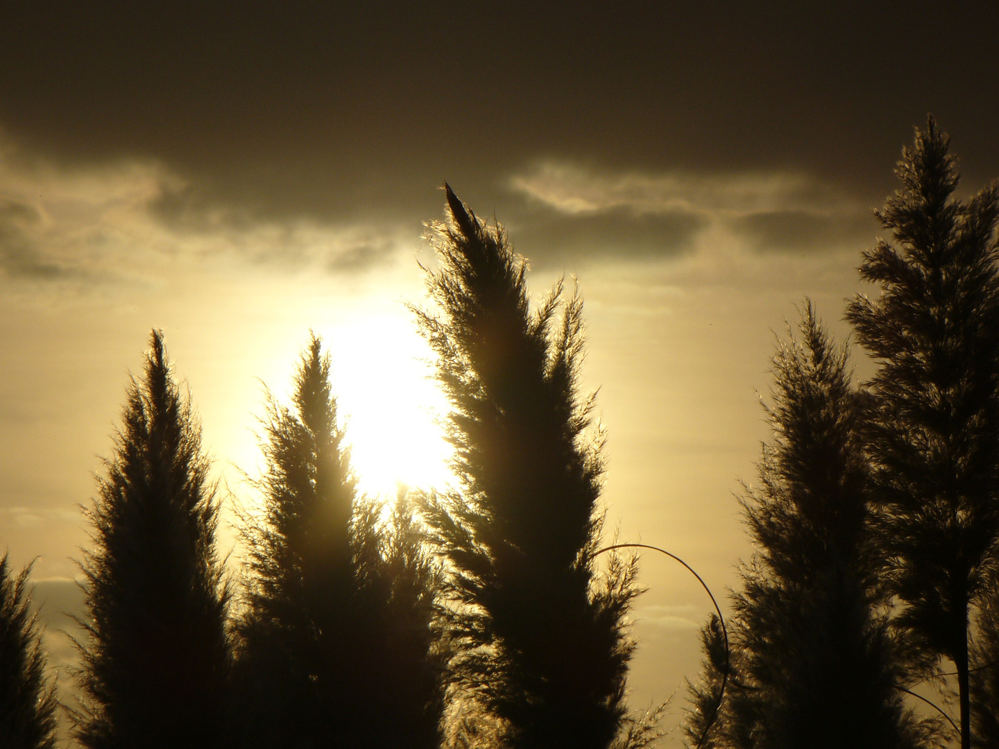 Pampasgras im Sonnenlicht