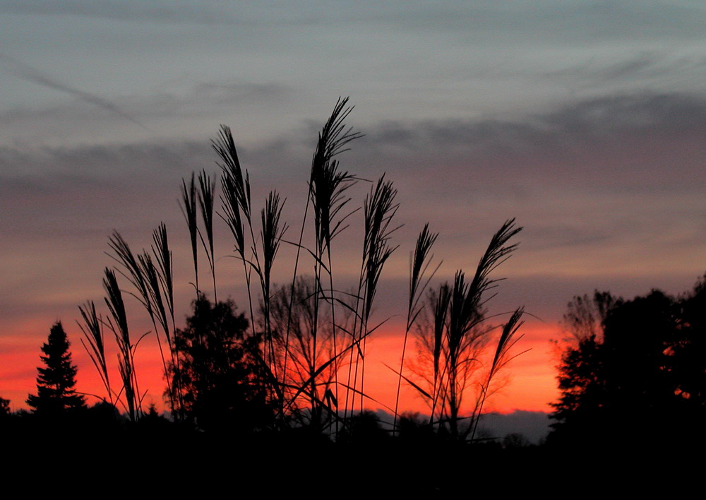 Pampasgras im Sonnenuntergang