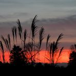 Pampasgras im Sonnenuntergang