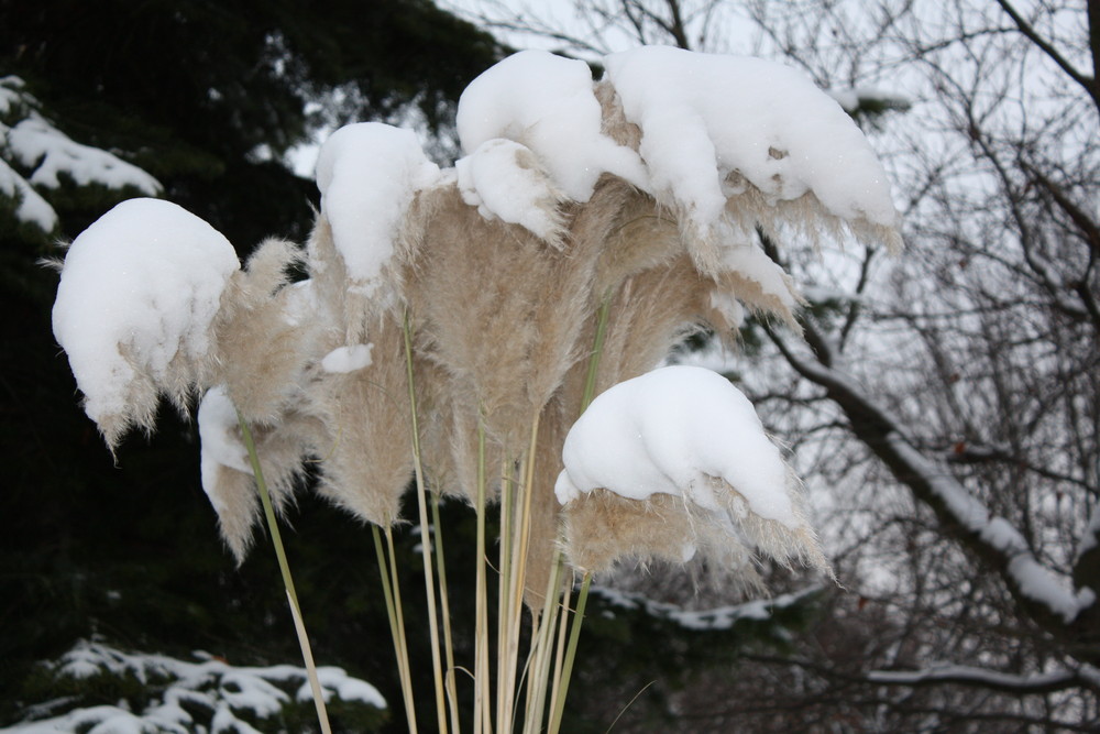 Pampasgras im Winter Foto & Bild pflanzen, pilze & flechten, gräser