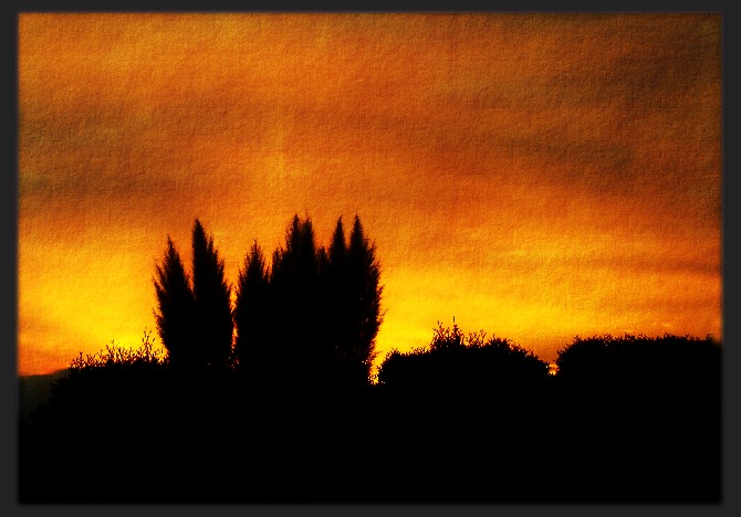 Pampasgras in der Abendsonne