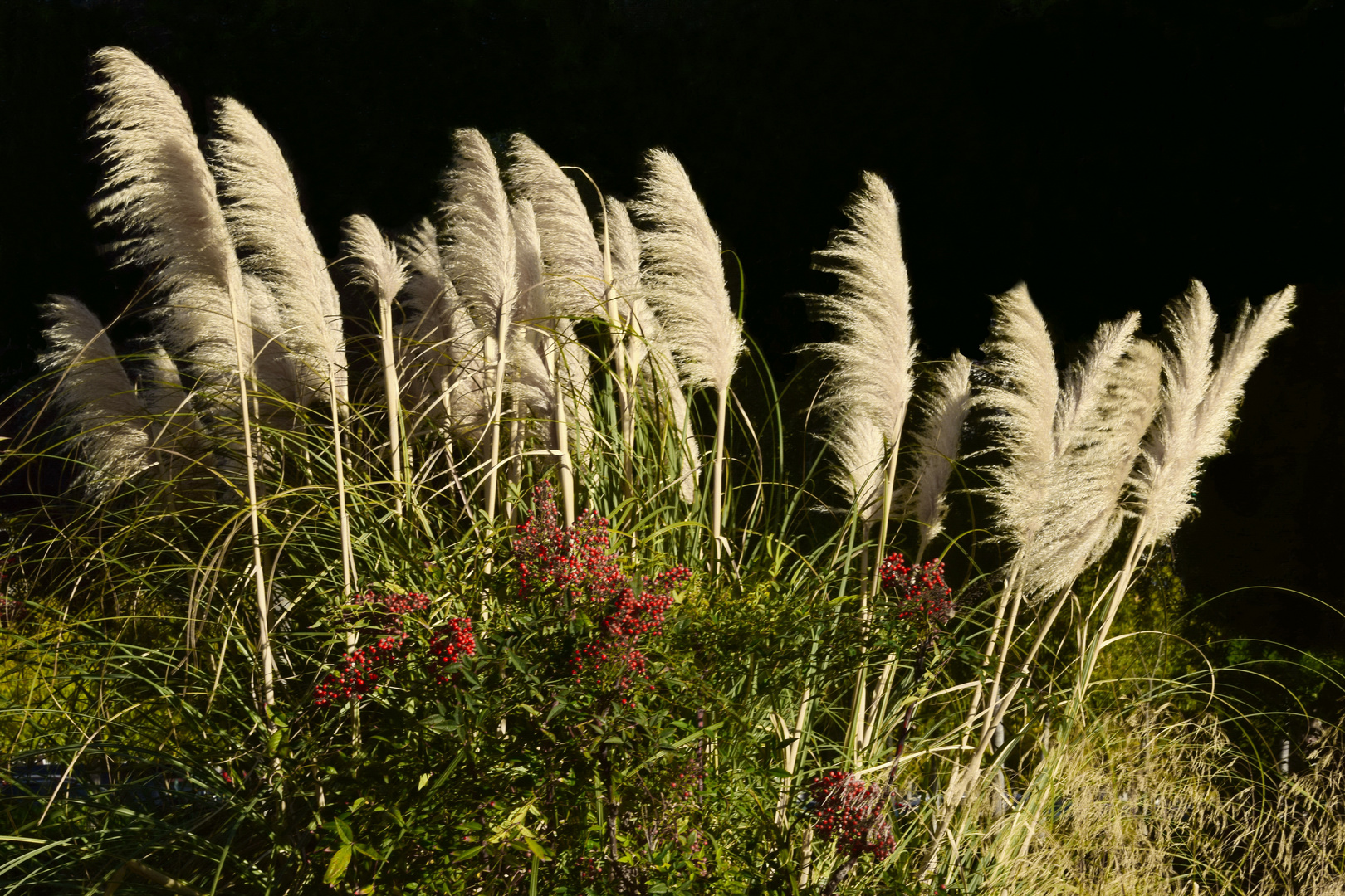 Pampasgras und Roter Sanddorn