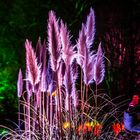 Pampasgrass Winterlichter 2018/19