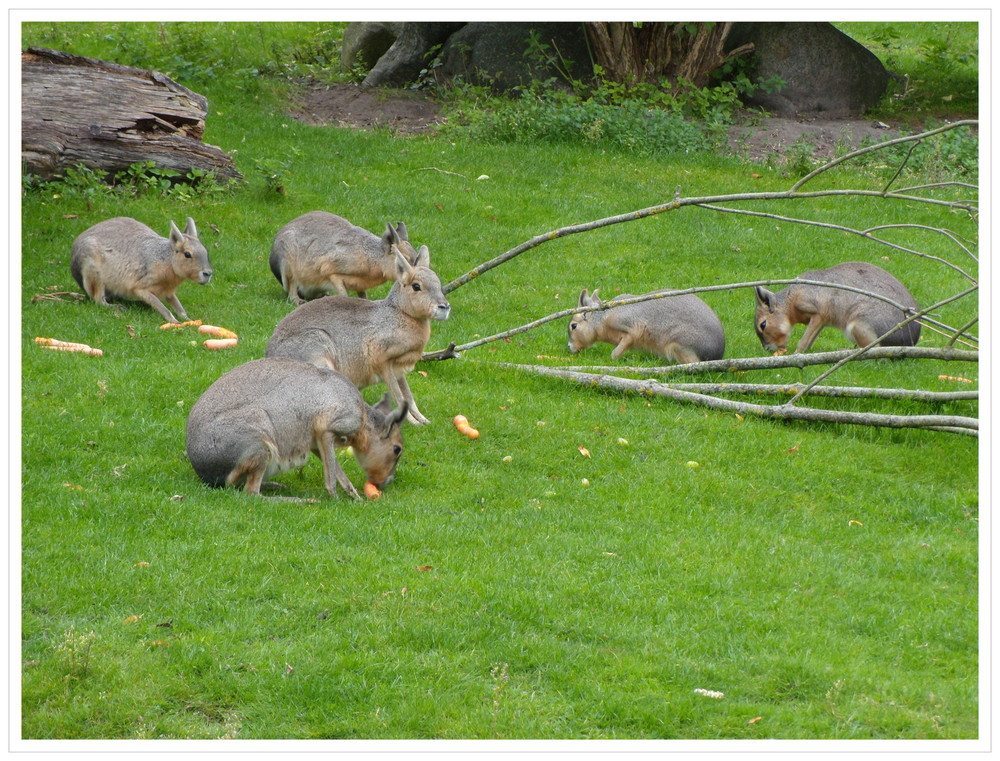 Pampashasen im Zoo von Aalborg-DK