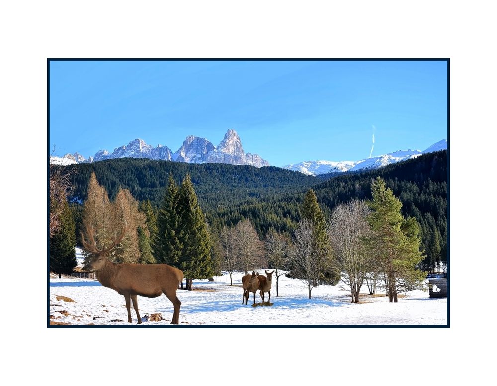 Pampeago-Dolomiti