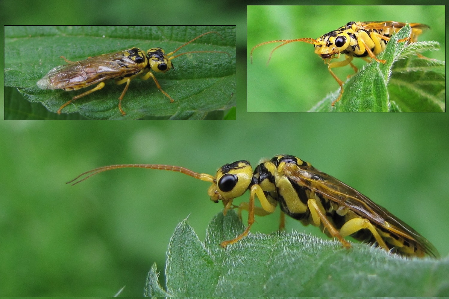 Pamphilius gyllenhali und zwar