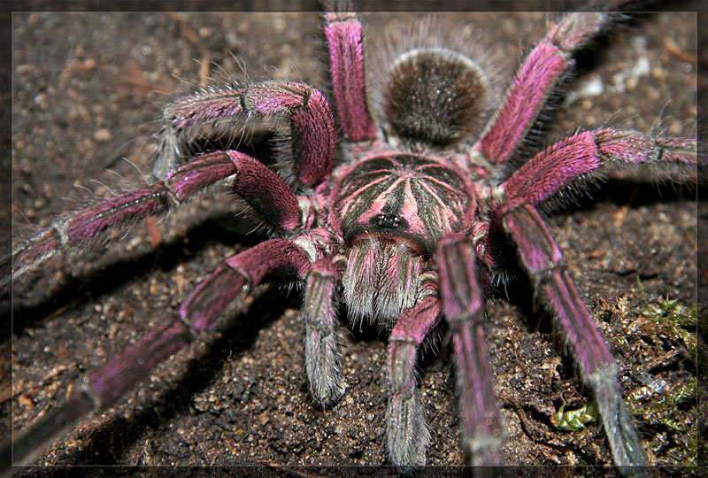 Pamphobeteus spec. "Gigantea"