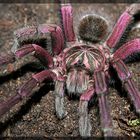 Pamphobeteus spec. "Gigantea"