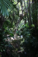 Pamplemousses Garden, Mauritius