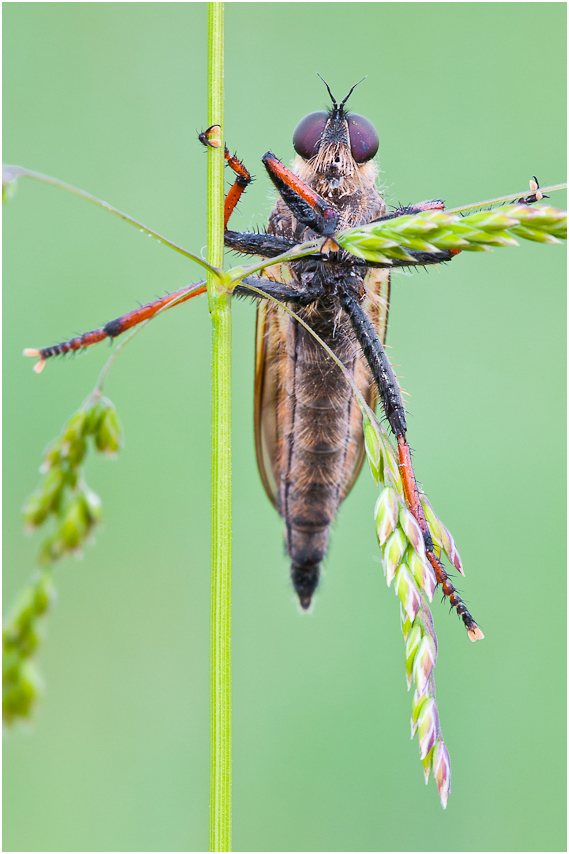 Pamponerus germanicus