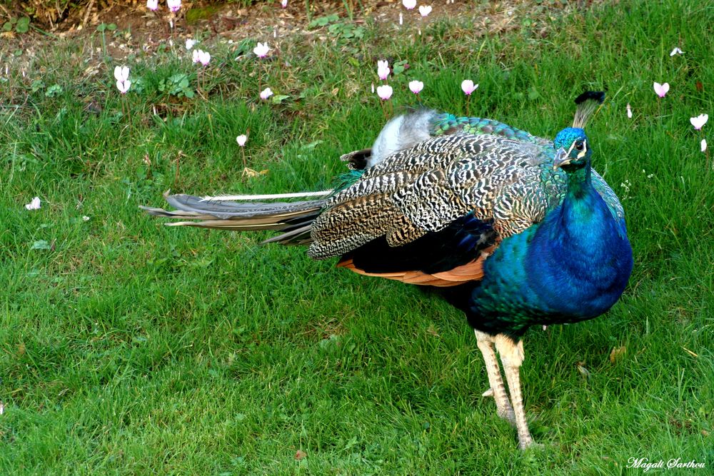 Pan Pan!!!! photo et image nature, animaux, jeunes Images