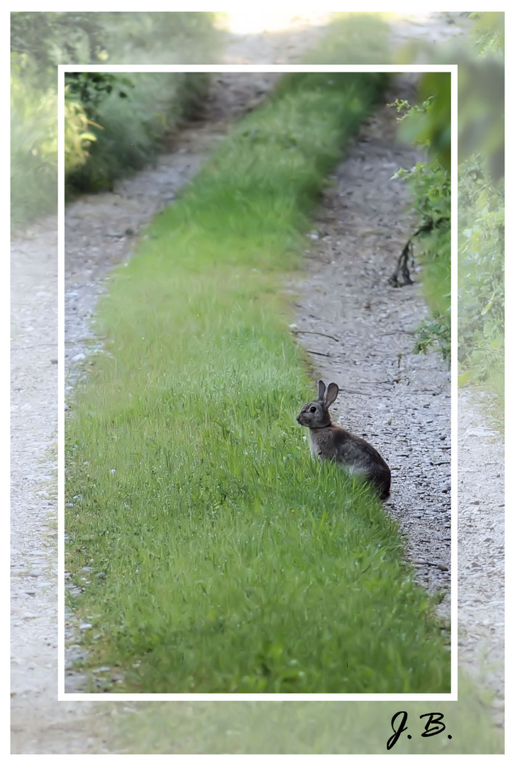 Pan Pan sur la route!